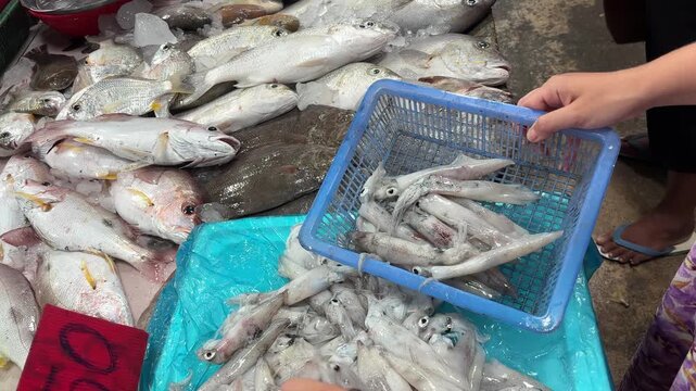 A woman selects freshly caught squid into a basket at a local seafood market, showing everyday shopping and fresh seafood trade in an Asian fish market.