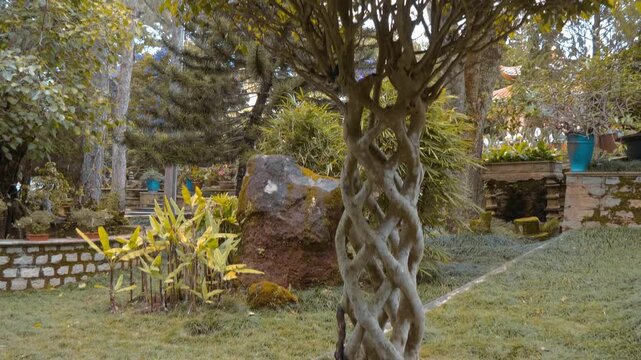 An alley of made of ornamental Ficus Bonsai trees with a distinctively braided or woven trunks amaze visitors in the garden of Truc Lam Zen the largest Buddhist monastery in Da Lat, Vietnam
