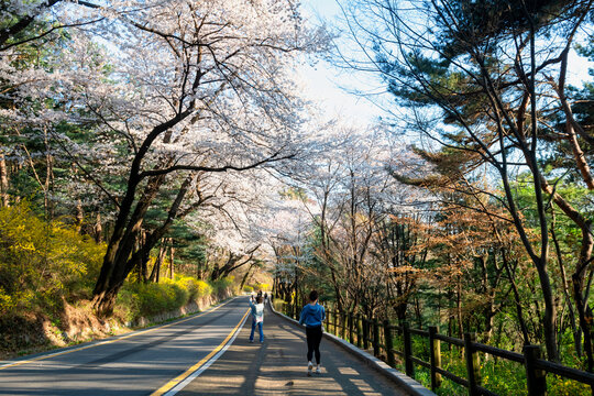 people at Namsan Dulle-gil trails view cherry blossom, Seoul