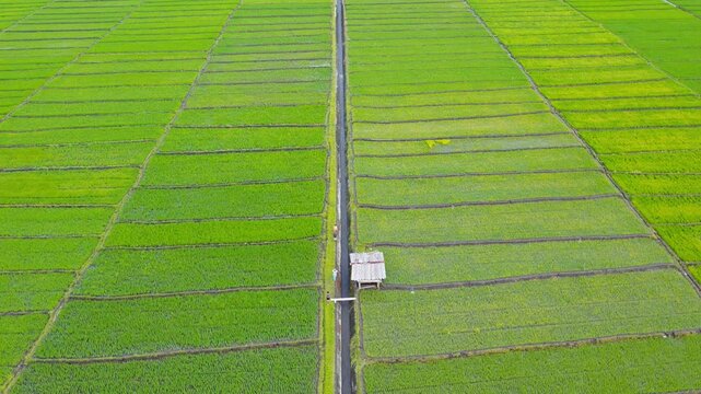 Top down drone shot of vast green paddy fields divided symmetrically by a straight irrigation canal and a small hut in Flores, Indonesia.
