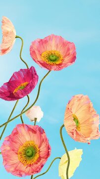 Bright Iceland poppy flowers blooming on blue sky background vertical video, colorful coral pink magenta peach white yellow poppies with curved stems, joyful summer floral footage for social media