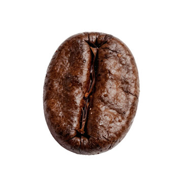 Close up of a single roasted coffee bean with visible water droplets