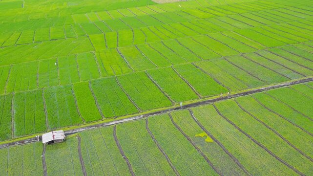 High angle drone shot of vast green terraced paddy fields with a long concrete irrigation canal and small hut in rural Flores, Indonesia.
