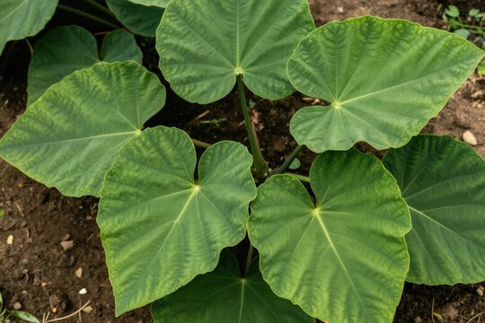Large green Xanthosoma sagittifolium leaves grow on a farm. The plant has broad, heart-shaped foliage with visible veins. This tropical vegetation thrives in moist soil.