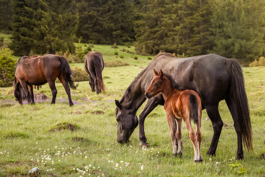 Young foal standing beside mare in a peaceful mountain meadow with grazing horses and forest background during warm spring evening light