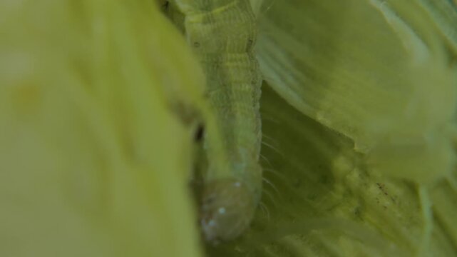Front part and head of Helicoverpa armigera larva visible on young maize cob. Natural lighting, copy space, macro. Intricacy and Fragile Ecosystem.