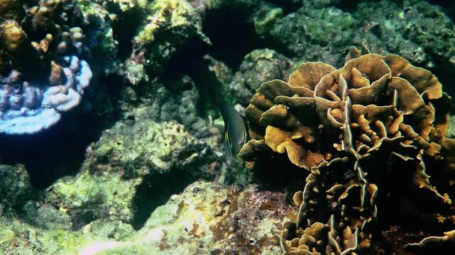 Eastern triangle butterflyfish swimming by hard coral, Chaetodon baronessa in natural reef environment, marine biology study, underwater conservation background