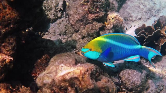 Greencheek Parrotfish swimming above seabed, Scarus prasiognathos hovering near coral reef, marine biology observation, tropical underwater background