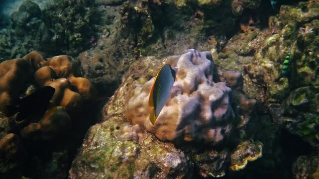 Butterflyfish swimming near hard coral reef, Chaetodon lineolatus, tropical underwater ecosystem, marine biology documentary background