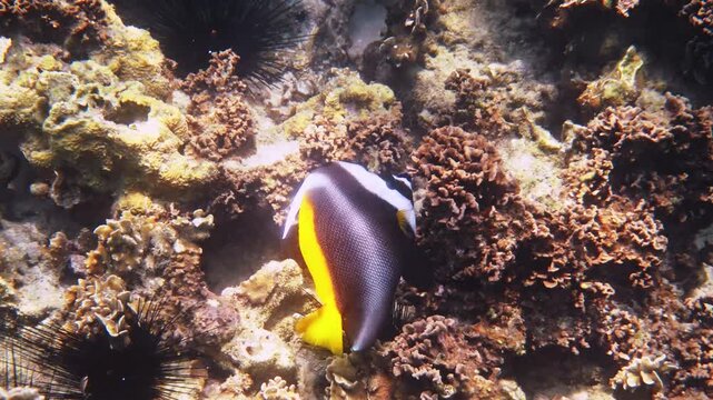 Singular bannerfish swimming by coral garden and sea urchins, Heniochus singularius in tropical marine habitat, underwater nature photography for marine biology