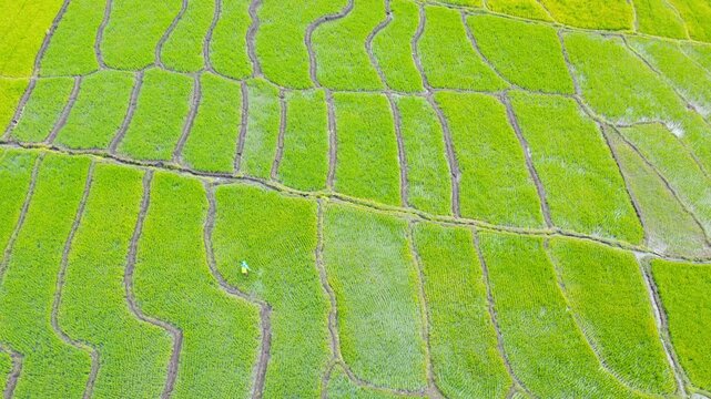 High angle drone shot of a farmer working and spraying crop protector in beautiful green terraced paddy fields of Flores, Indonesia.
