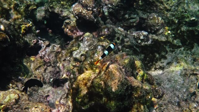 Clark's anemonefish, Amphiprion clarkii, swimming over rocky coral seabed, diverse marine ecosystem in tropical waters, nature documentary content