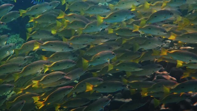 Blackspot Snapper school swimming through coral reef, Lutjanus fulviflamma natural wildlife behavior, tropical ocean environment, underwater nature documentary.