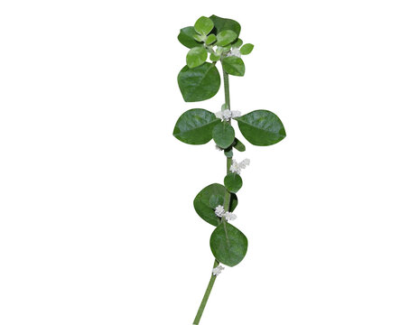 Aerva lanata or mountain knotgrass plant with flower buds isolated on a white background