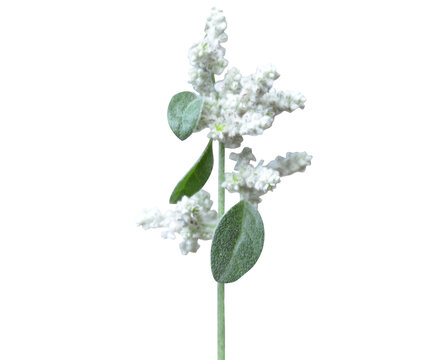Aerva lanata or mountain knotgrass plant with flower buds isolated on a white background
