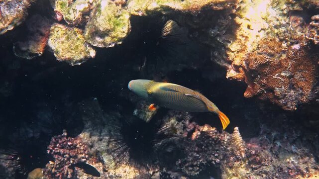 Orangestripe triggerfish, Balistapus undulatus, swimming through coral reef and sea urchins, natural underwater habitat, tropical ocean marine life, nature documentary.