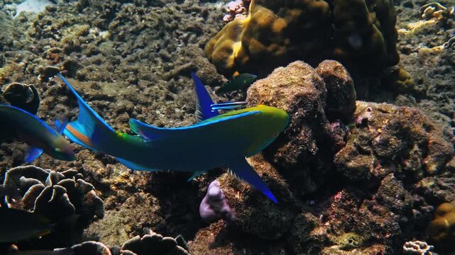 Parrotfish swimming over coral reef, tropical marine life, Scarus species in natural habitat, underwater nature documentary, no people.