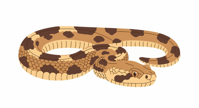 A beige and brown patterned snake coiled on a white background