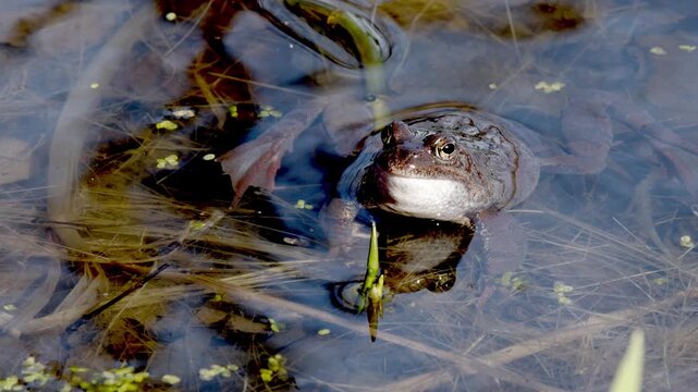Large group of European common frogs (Rana temporaria) gathered in a pond during their spring breeding season. They are surrounded by massive clumps of frogspawn (eggs trapped in a gelatinous matrix) 