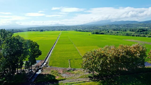 Aerial view of a drone flying forward over lush green paddy fields and irrigation canal with Mount Inerie under blue sky in Flores, Indonesia.

