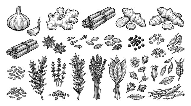 Hand Drawn Culinary Herbs and Spices Set with Garlic Ginger Cinnamon and Rosemary Botanical Sketch Illustrations for Cooking Branding Menu Designs