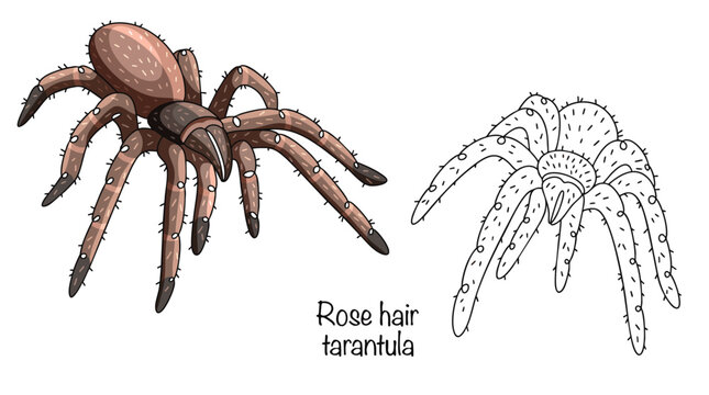 Rose hair tarantula