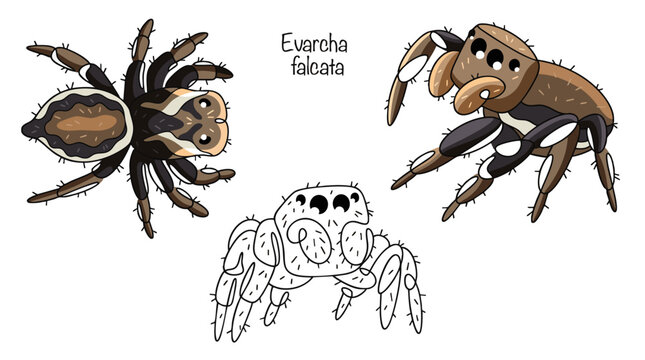 Evarcha falcata