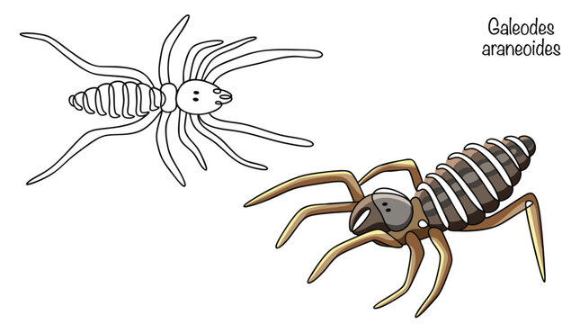 Galeodes araneoides