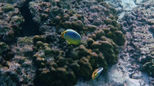 Indian Redfin Butterflyfish pair, Chaetodon trifasciatus, swimming and foraging over hard coral reef in tropical ocean, natural marine wildlife behavior, underwater documentary.