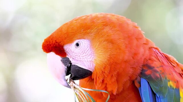 Close-up Profile Portrait of a Vibrant Orange Macaw Parrot