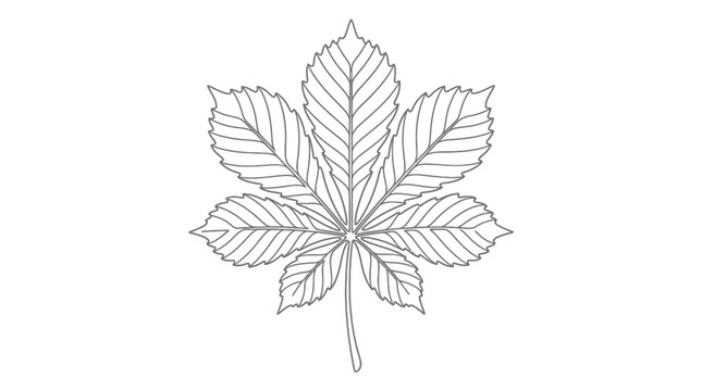 Detailed line art drawing of a single horse chestnut leaf captured in a clean artistic photograph