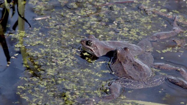 European common frogs (Rana temporaria), also widely known simply as common frogs or grass frogs, surrounded by their freshly laid frog spawn in a shallow wetland environment in spring, Niskala, Helsi