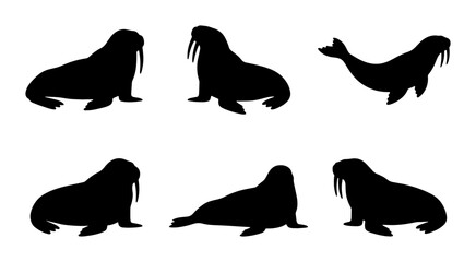 Walrus Silhouettes Collection, Arctic Marine Mammal Vector Icons, Ocean Wildlife Set, Simple Black Shapes © Promi