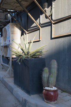cactus and air-conditioning