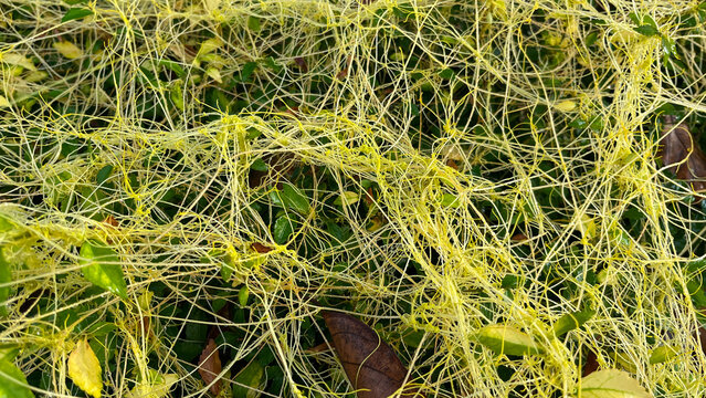 Close-up of dodder plant Cuscuta parasitic vine twining over green leaves, detail of yellow tendrils in natural light.
