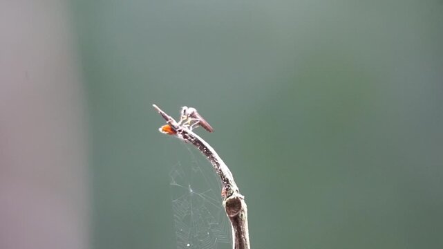 Robber fly (Asilidae, assassin flies,  bee killer). The name "robber flies" reflects their expert predatory habits,