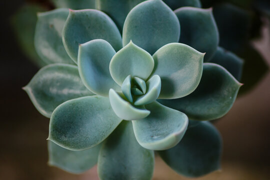 Close-up of the fuzzy leaves of an Echeveria pulvinata, also known as a Chenille Plant or Plush Plant.