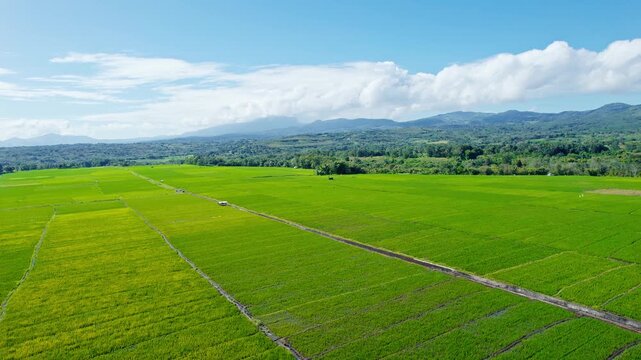 Scenic high angle view of expansive green paddy fields with rural hills and beautiful white clouds on a bright sunny day in Flores, Indonesia.
