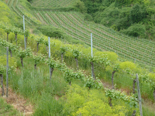 Obraz premium Vineyard on a Steep Hillside
