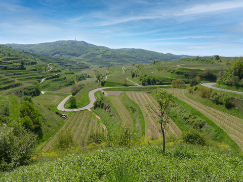 Rolling Wine Country Landscape