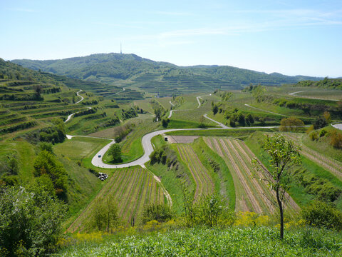 Wine Country Panorama