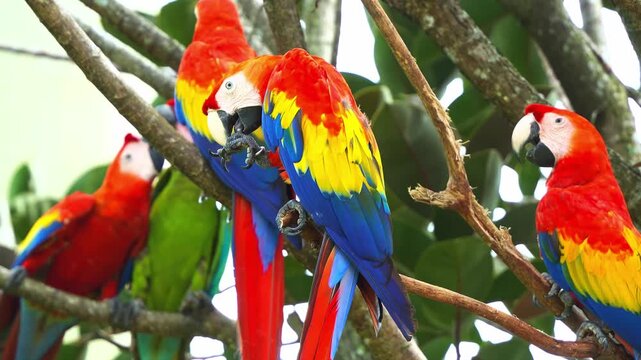 Two vibrant scarlet macaw parrots perched on a branch in the jungle
