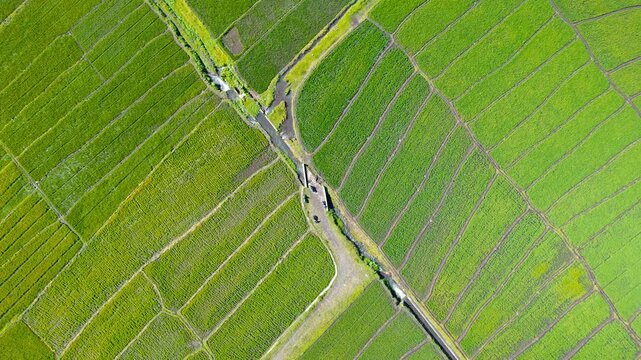 Rotating drone shot looking straight down at a natural water stream flowing through vibrant green geometric paddy fields in Flores, Indonesia.
