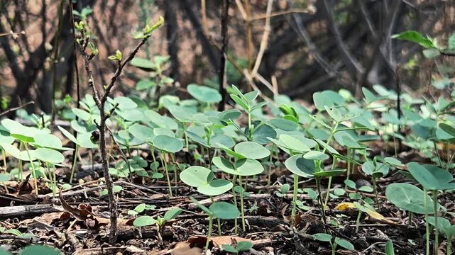 Green sicklepod seedlings carpet the forest floor. The small young plants stand close together. Their rounded leaves appear to gently move and sway. A soft breeze passes through the wild undergrowth.