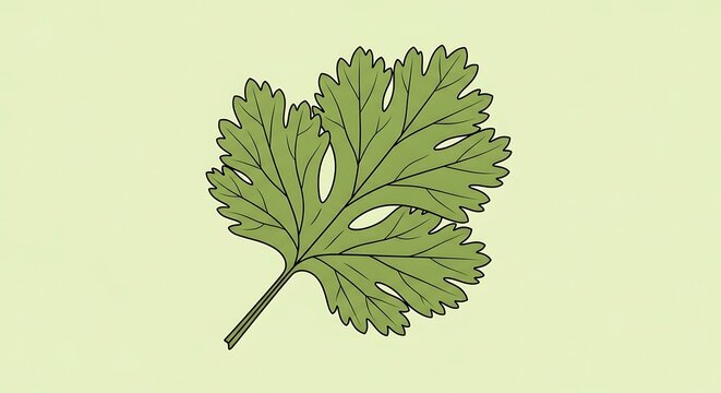 Green Fresh Cilantro Leaf Illustration on Light Background