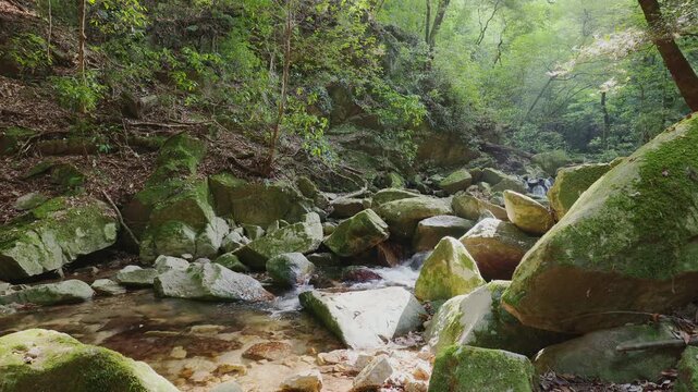 新緑の美しい森を流れる清らかな渓流と苔むした岩肌（佐賀県鳥栖市・御手水の滝）