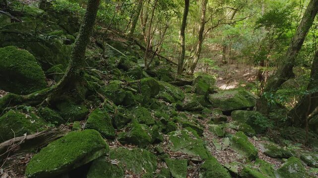 一面に広がる苔むした巨岩と力強く根を張る大木が美しい神秘的な深い森（佐賀県鳥栖市・御手水の滝）