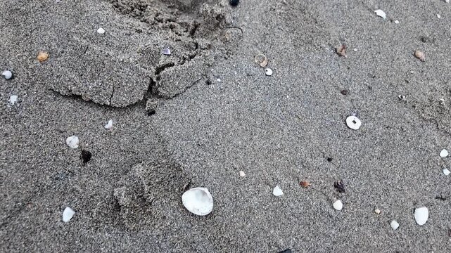 a man holds a seashell in his hands against a background of sand