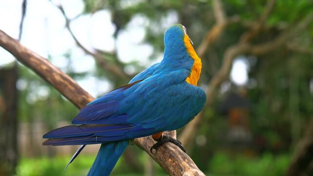 Close up of a vibrant blue macaw parrot perched on a branch
