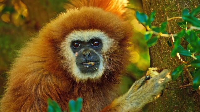 Portrait of a Lar gibbon with white fur around its expressive face